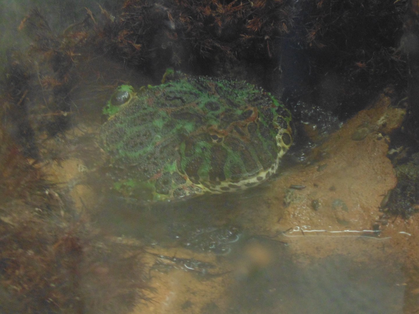 new zoo species Argentine Horned Frog