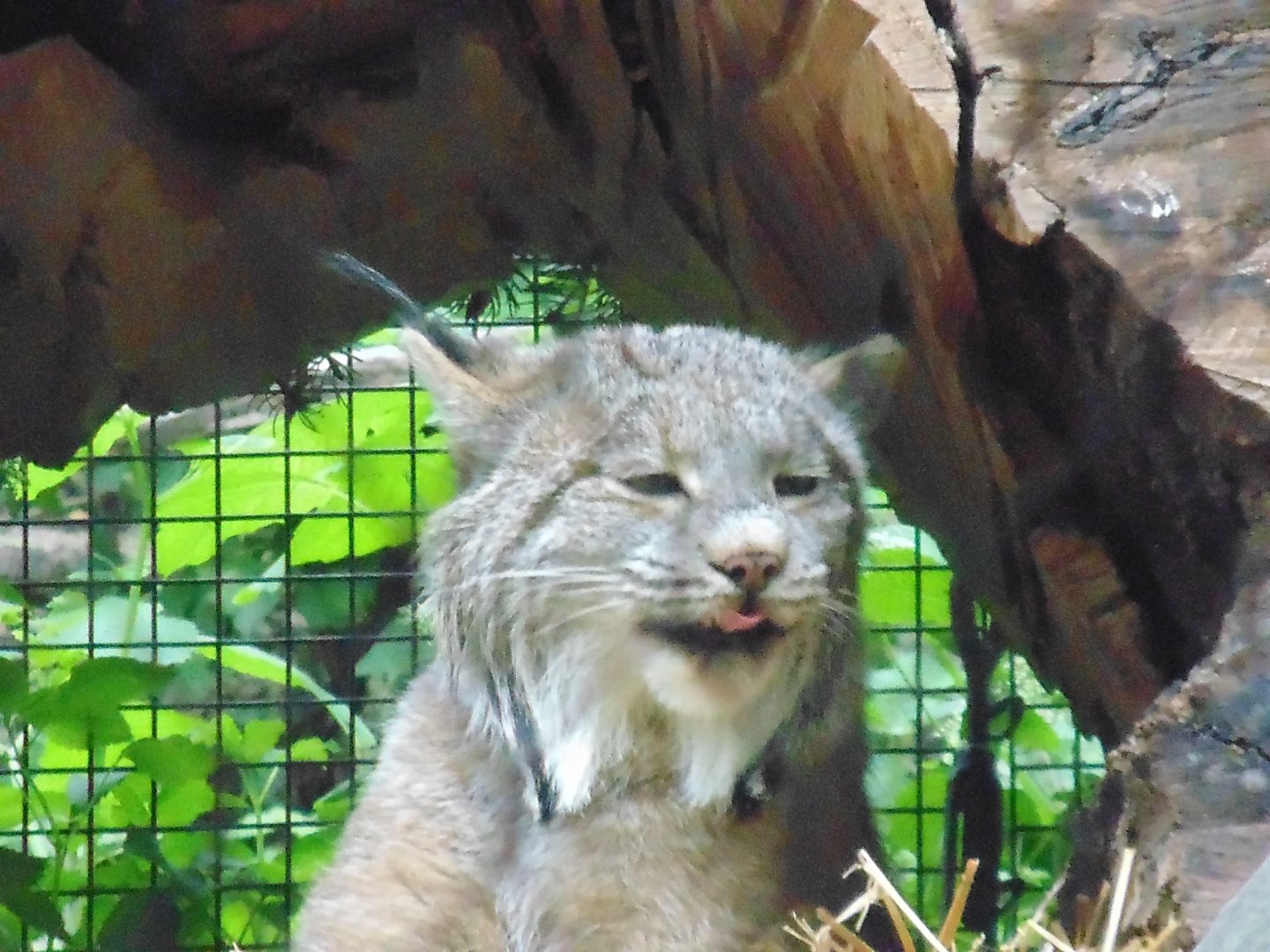 new zoo species Candian Lynx