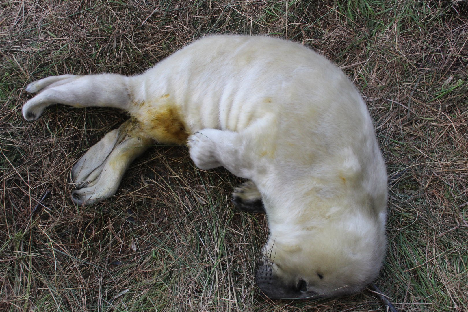 Newborn Baby Seal