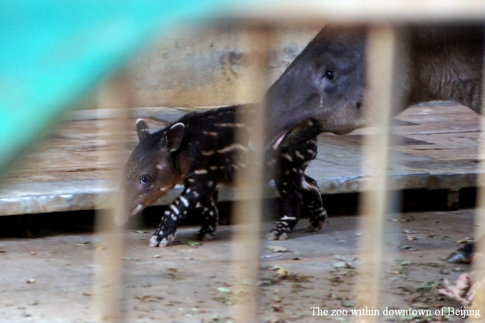 Newborn Baird's tapir and his mother