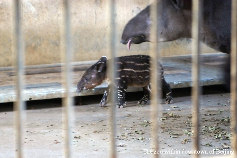 Newborn Baird's Tapir