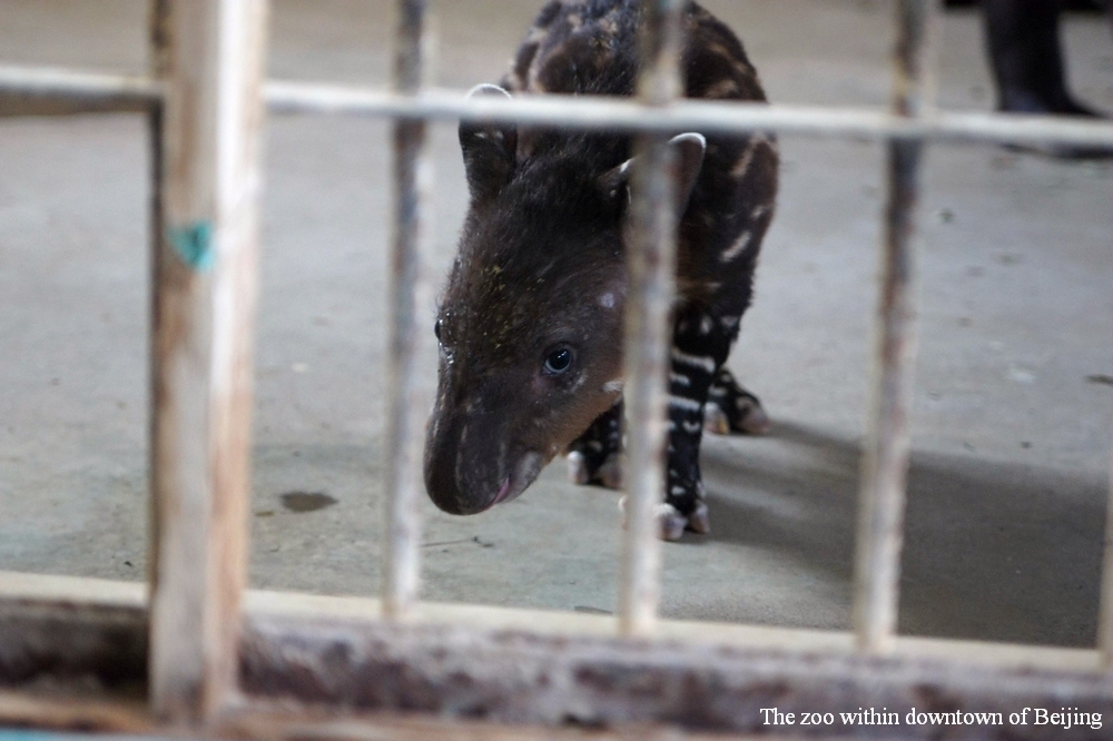 Newborn Baird's tapir