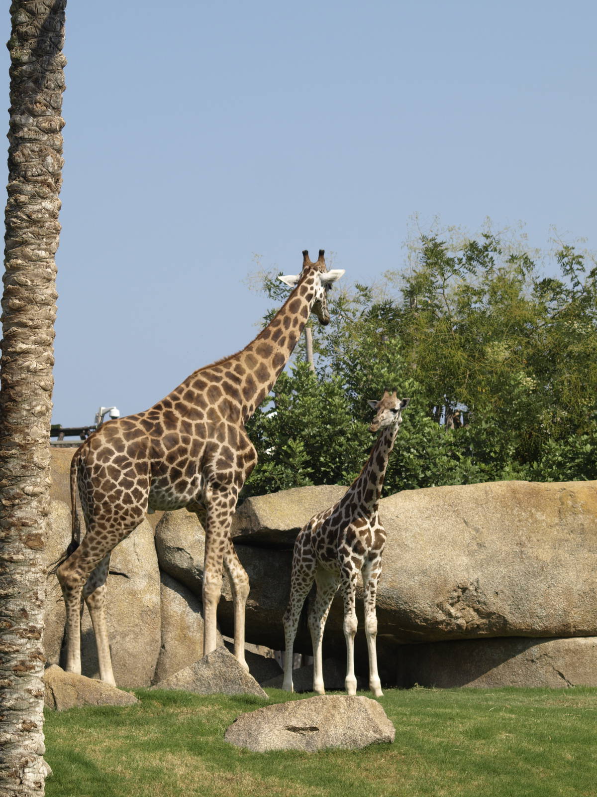 Newborn Baringo (hybrid) giraffe and ¿his? father