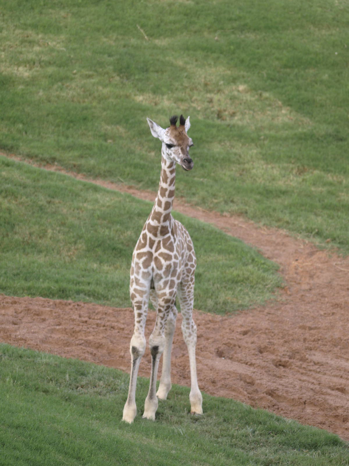 Newborn baringo (hybrid) giraffe calf