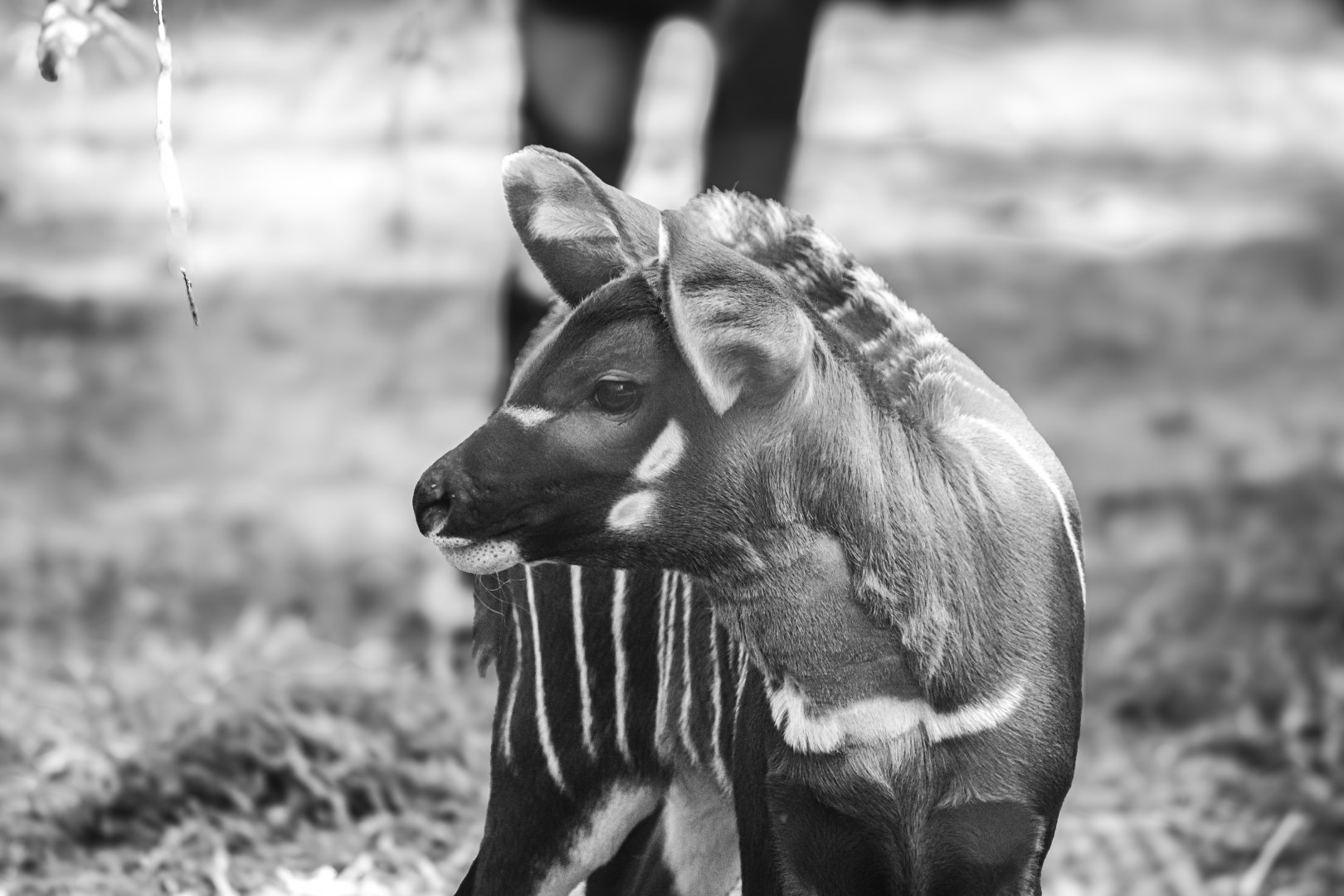 Newborn bongo