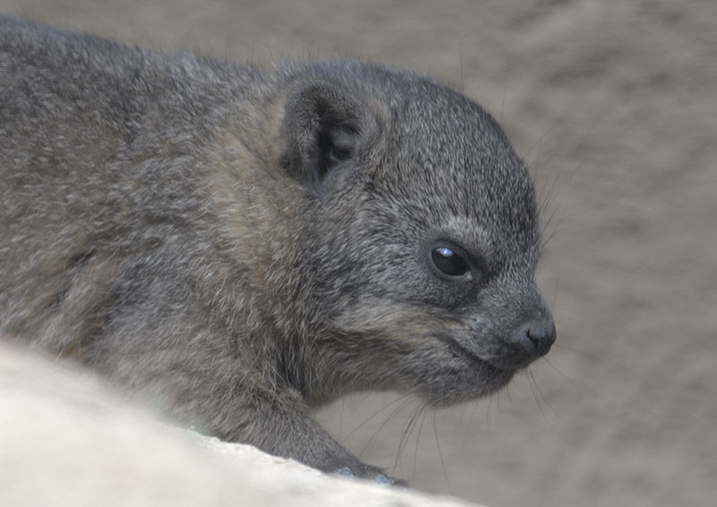 Newborn Cape hyrax close-up