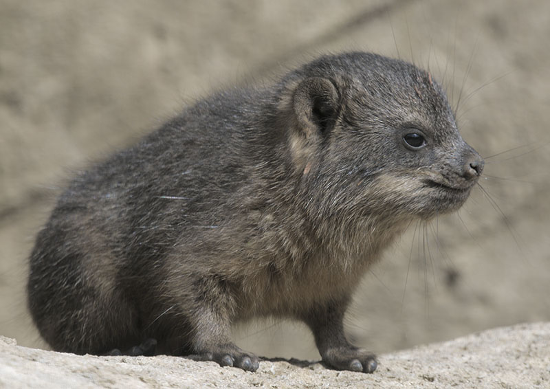 Newborn Cape hyrax