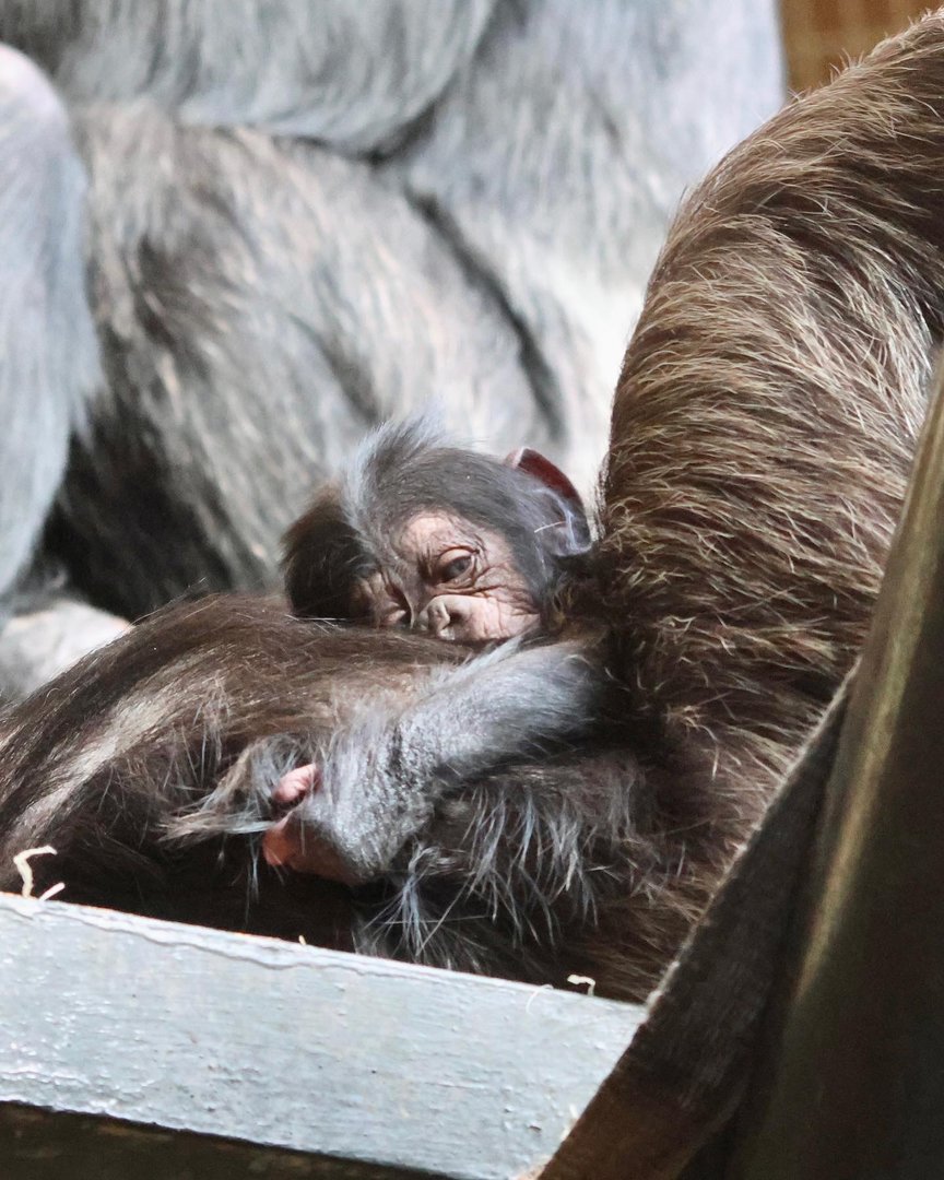Newborn Chimp