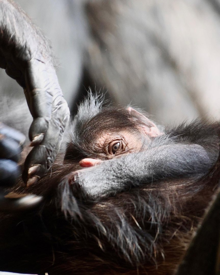 Newborn Chimp