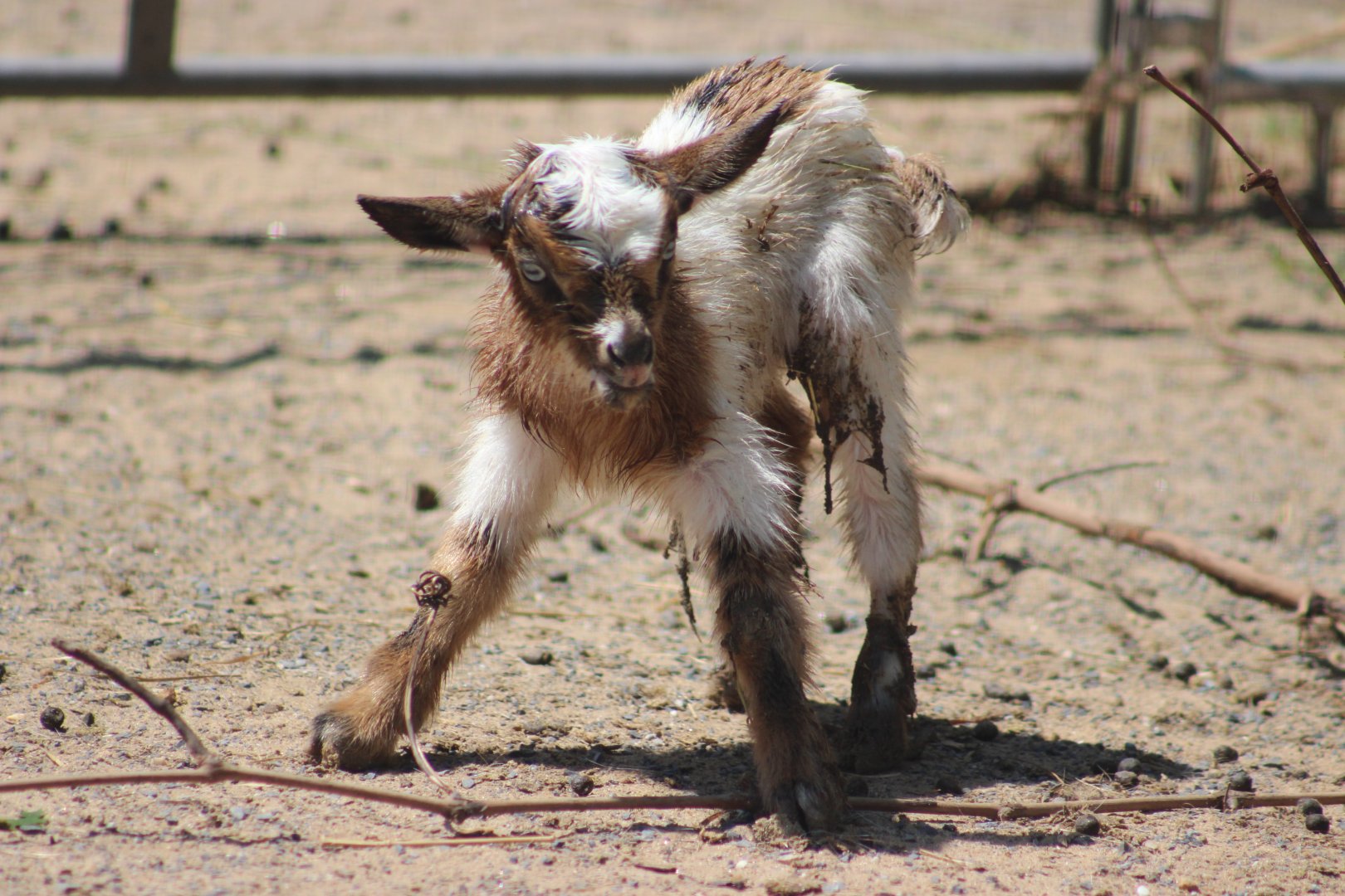 Newborn domestic goat