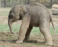 Newborn Elephant
