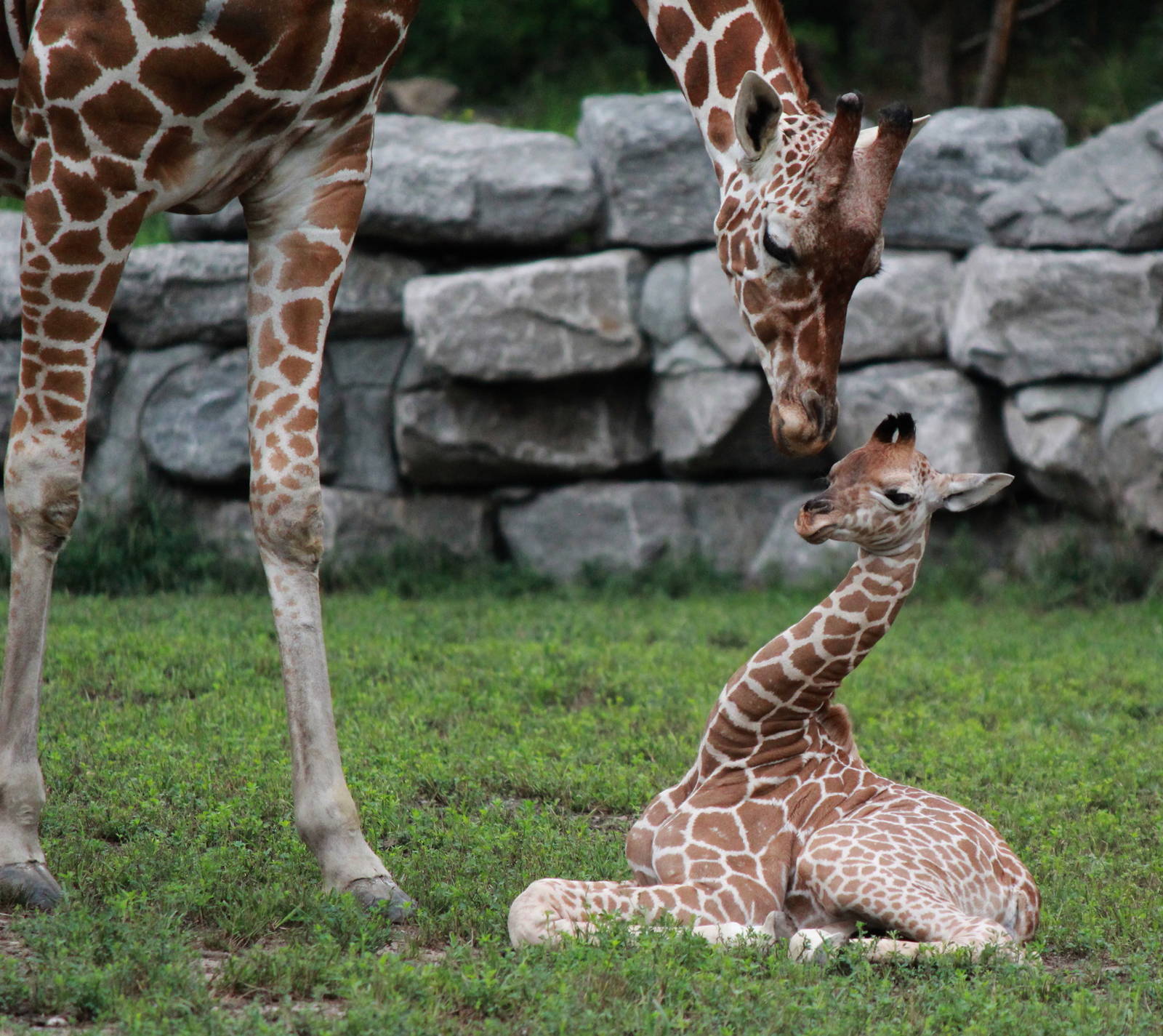 Newborn female giraffe