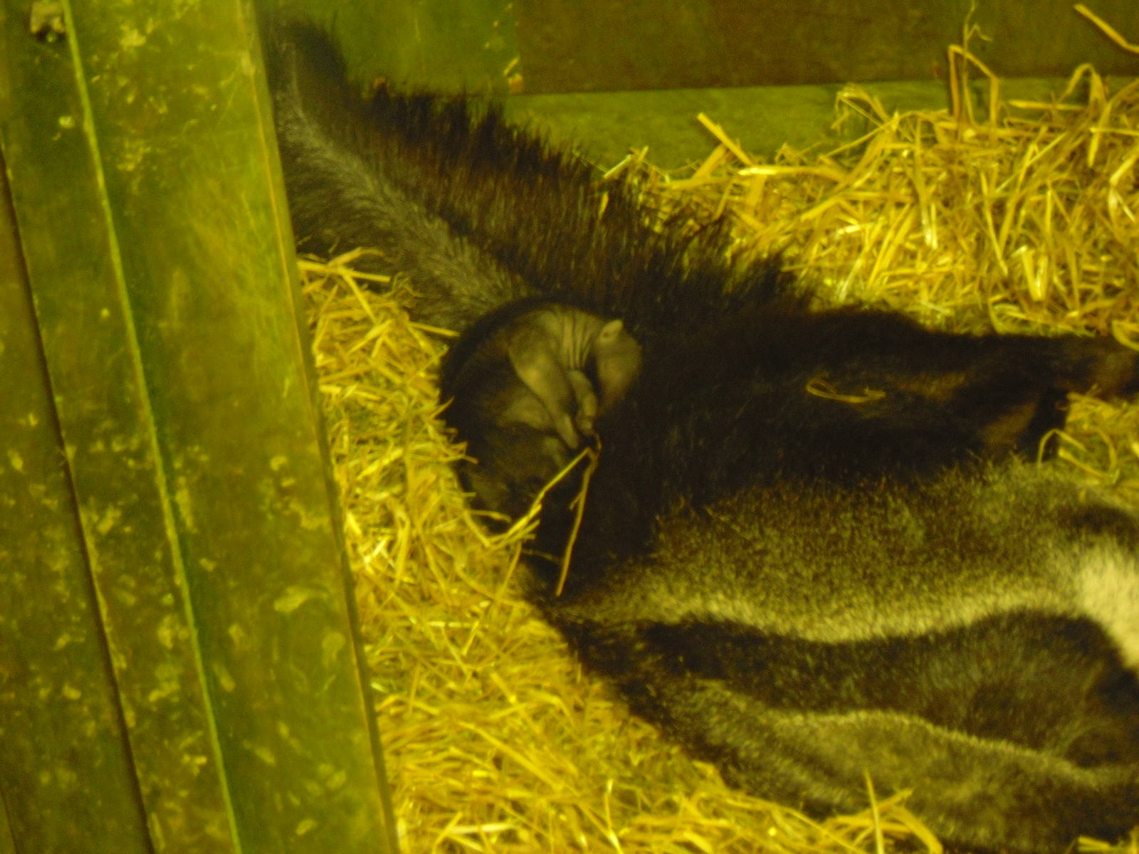 Newborn Giant Anteater at Edinburgh Zoo - 9th April 2011