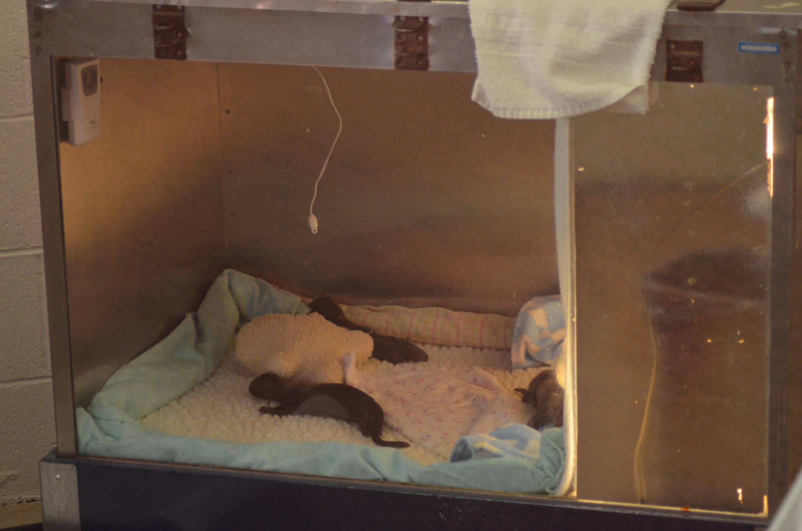 Newborn Giant Otters