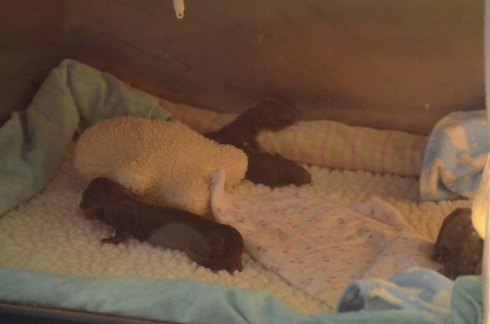 Newborn Giant Otters