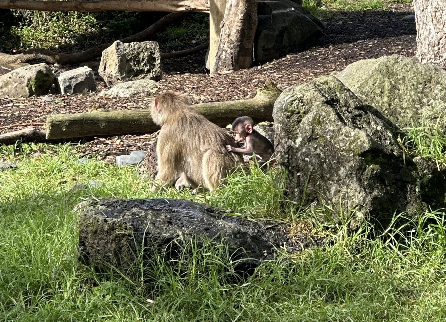 Newborn Hamadryas Baboon