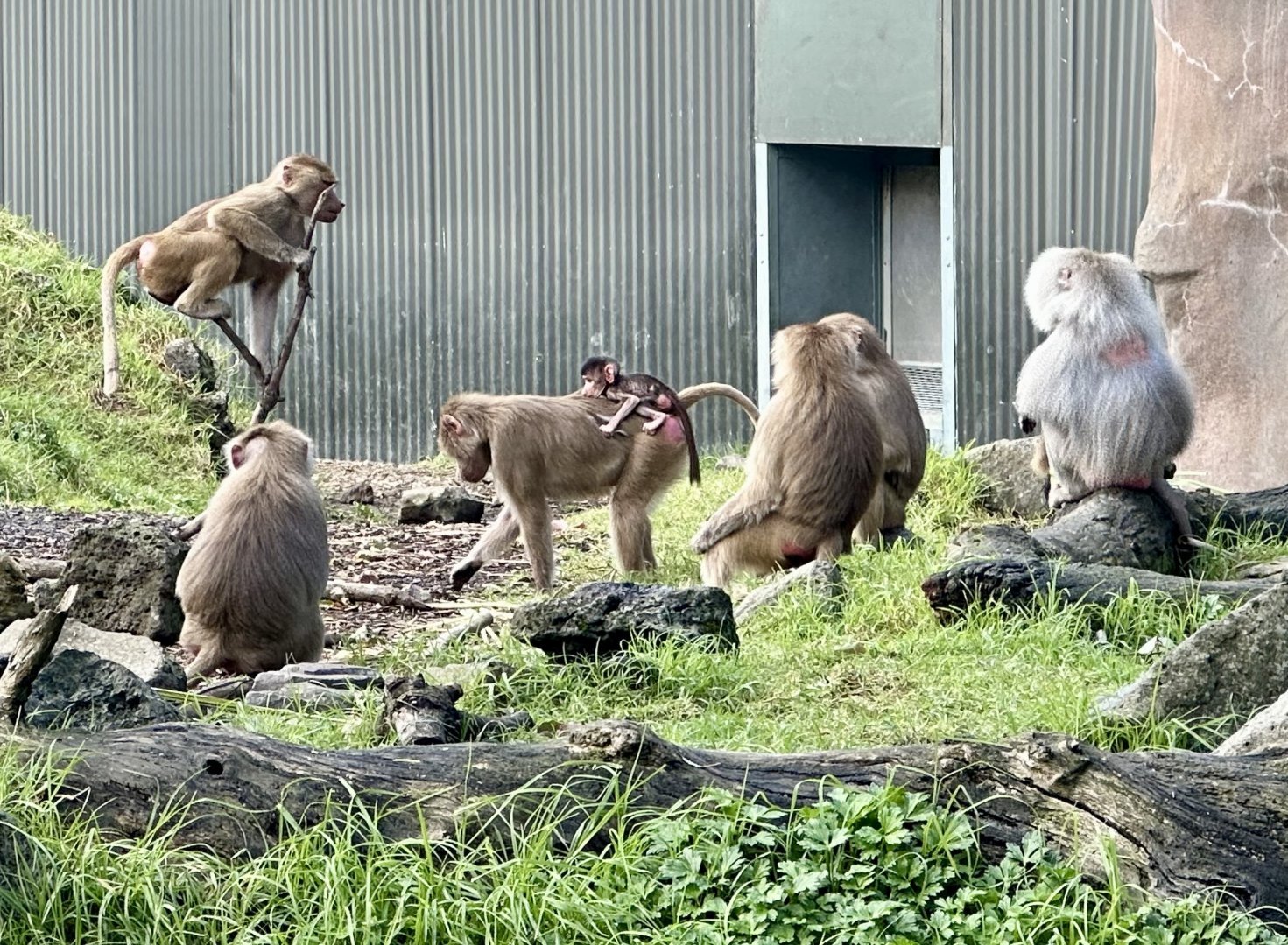 Newborn Hamadryas Baboon