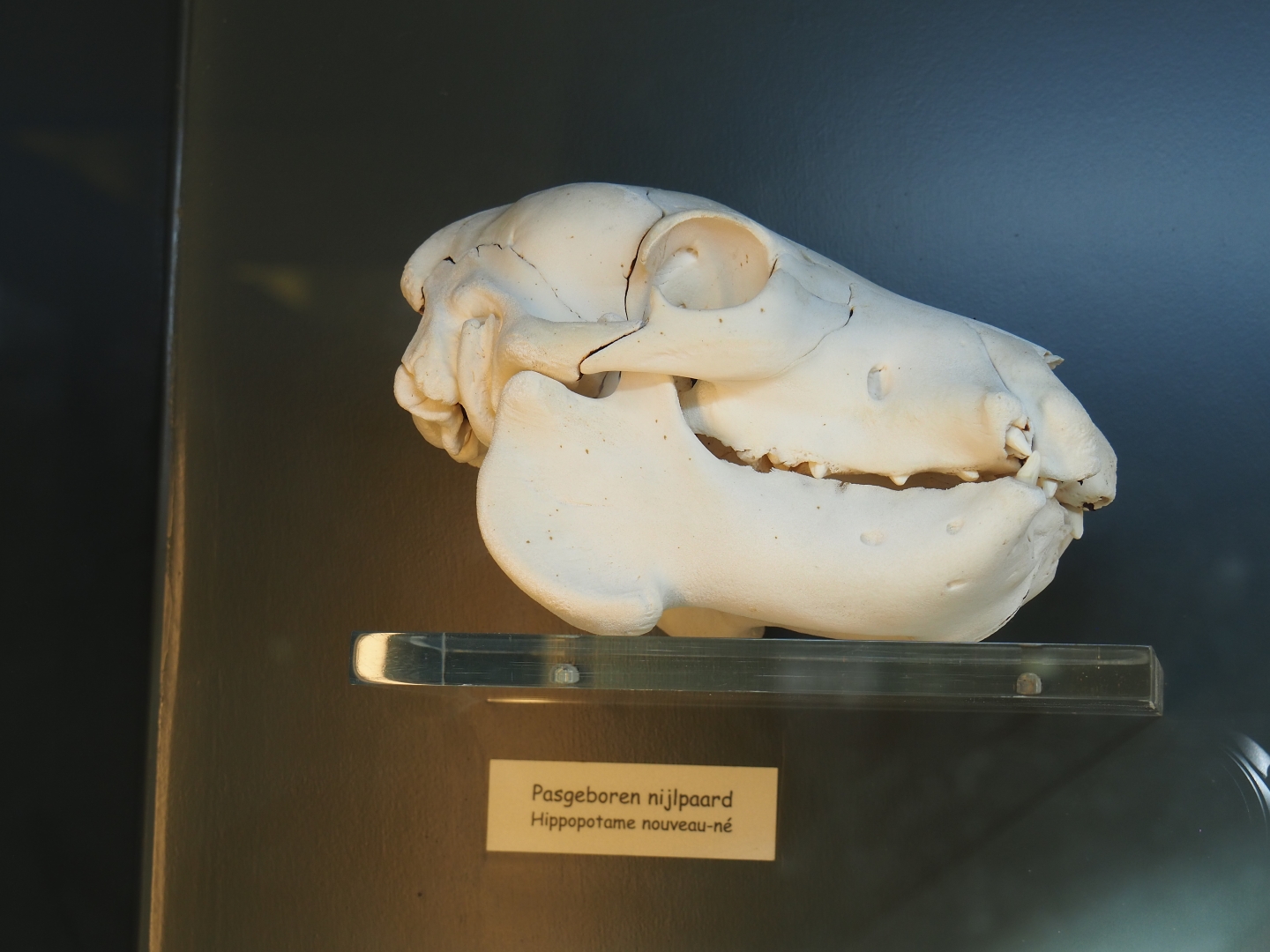 Newborn hippopotamus skull (Feb 27th, 2019)