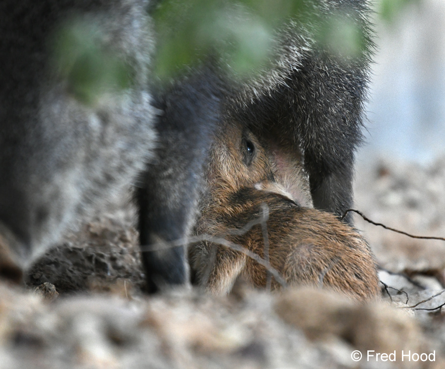 newborn javelina nursing