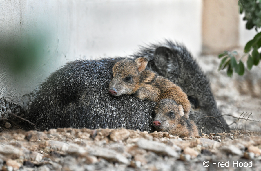 newborn javelinas on mother