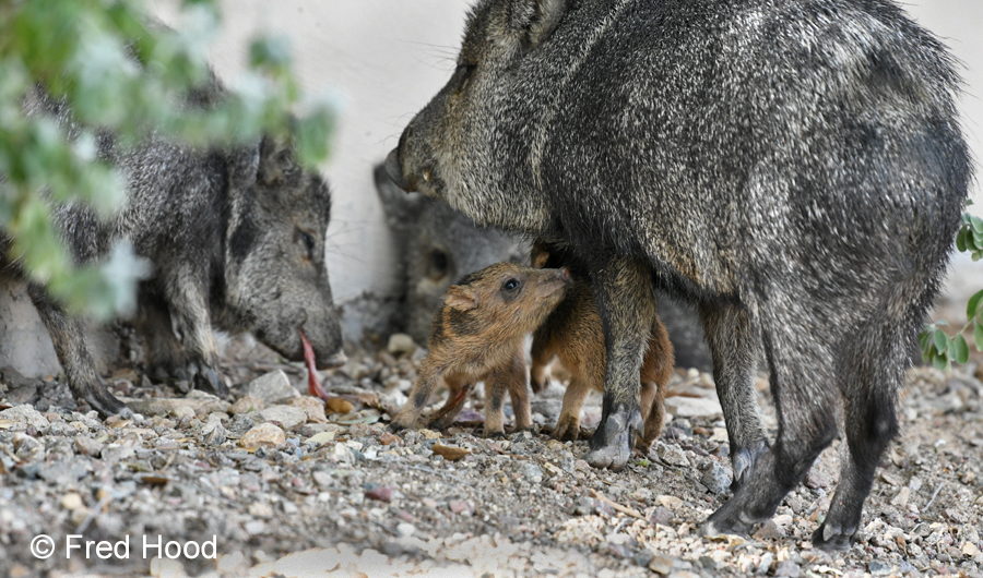 newborn javelinas