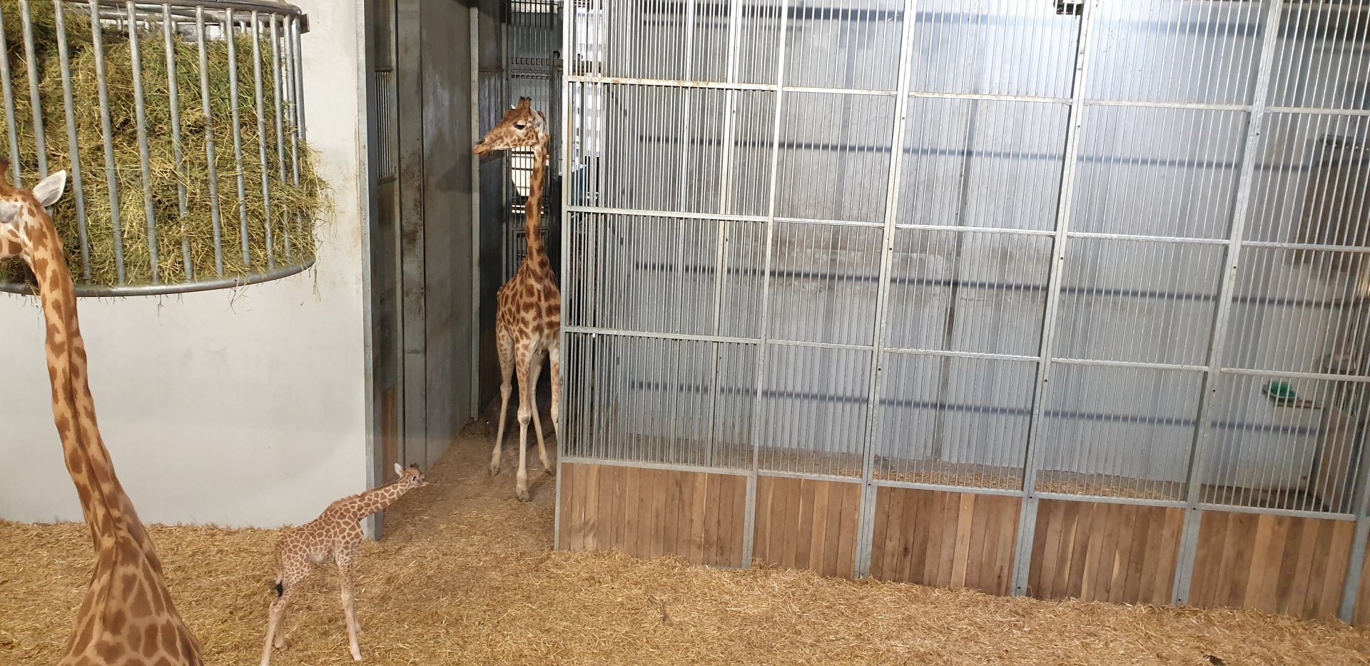 Newborn Kordofan Giraffe 14.07.19