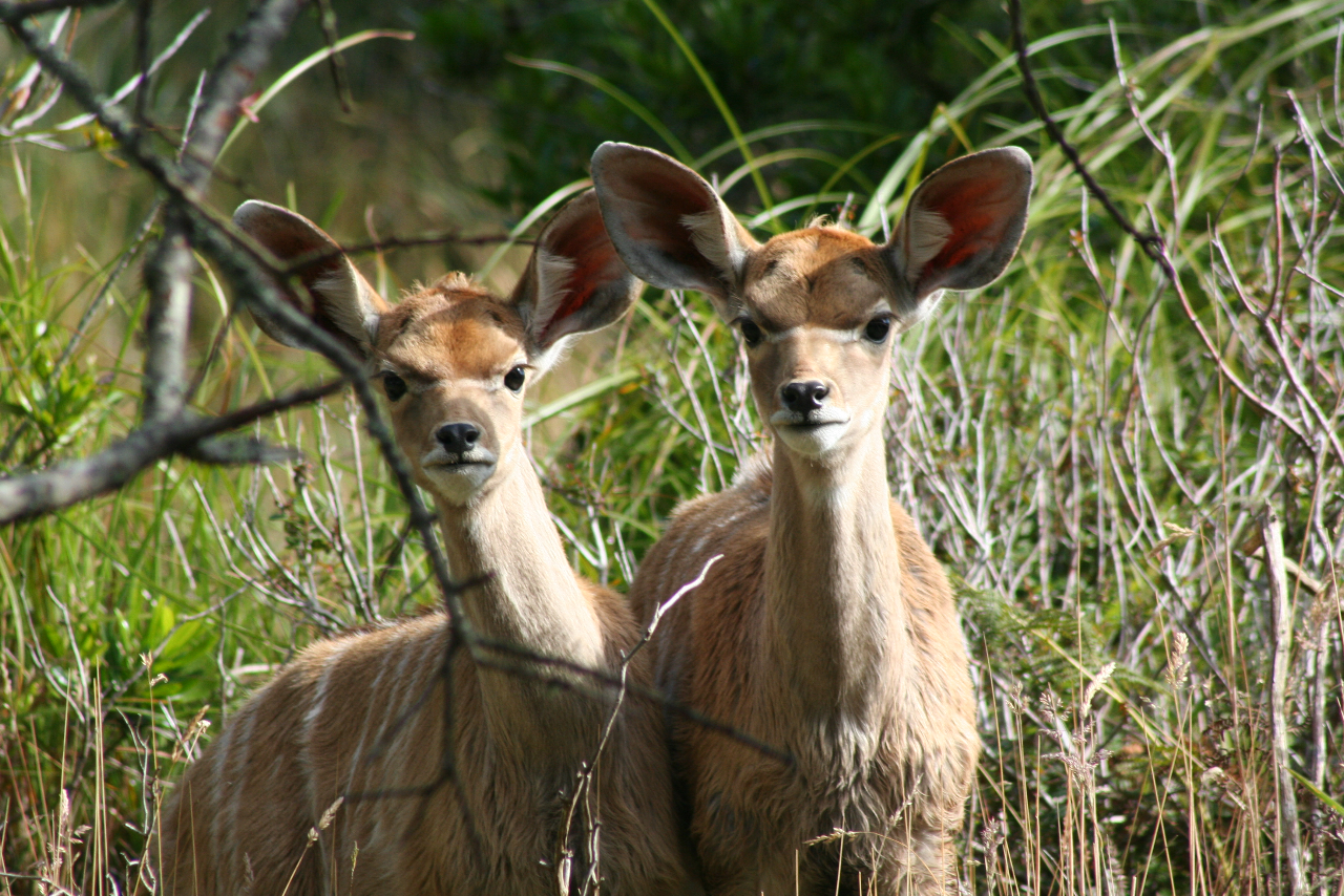 Newborn Kudu Antelope