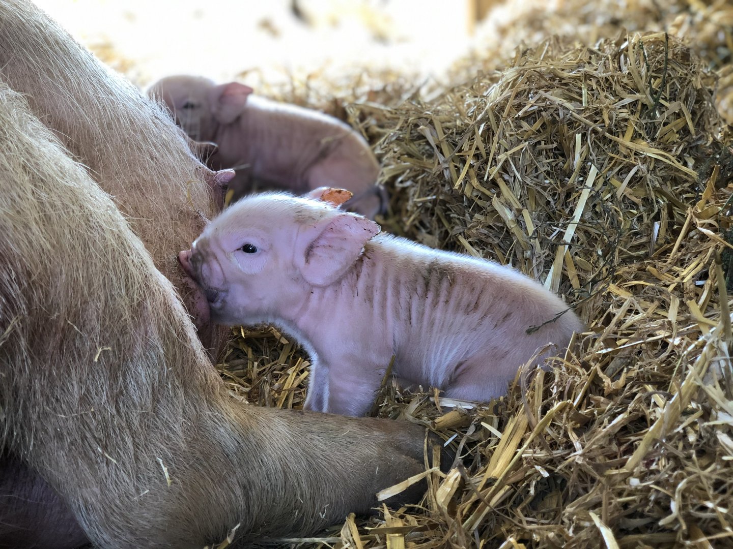 Newborn middle white piglet