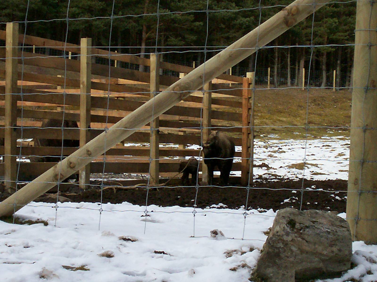 Newborn Mishmi takin at HWP