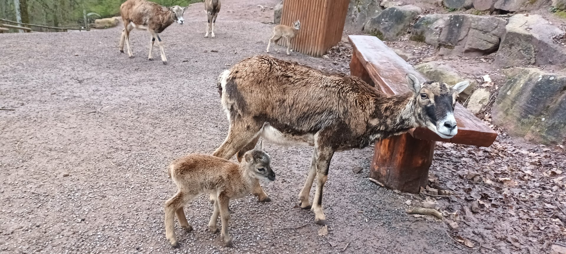Newborn Mouflon with Mother