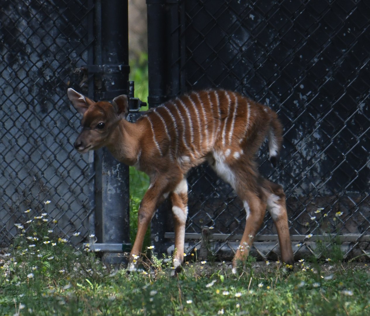 Newborn nyala