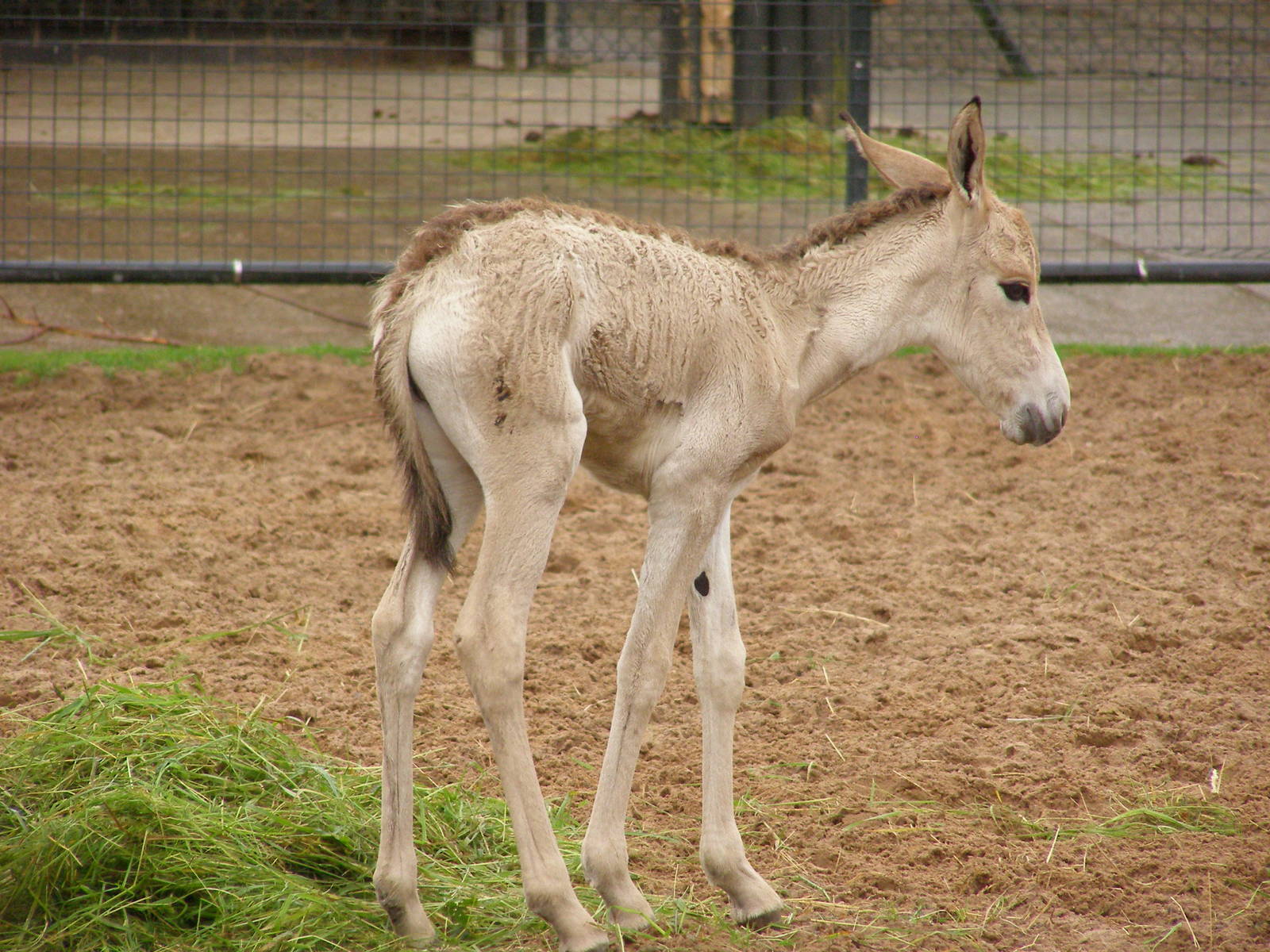 Newborn Onager Foal 2nd July 2012