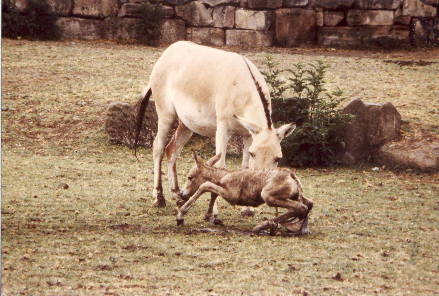 newborn Onager foal Chester Zoo 11 July 1981