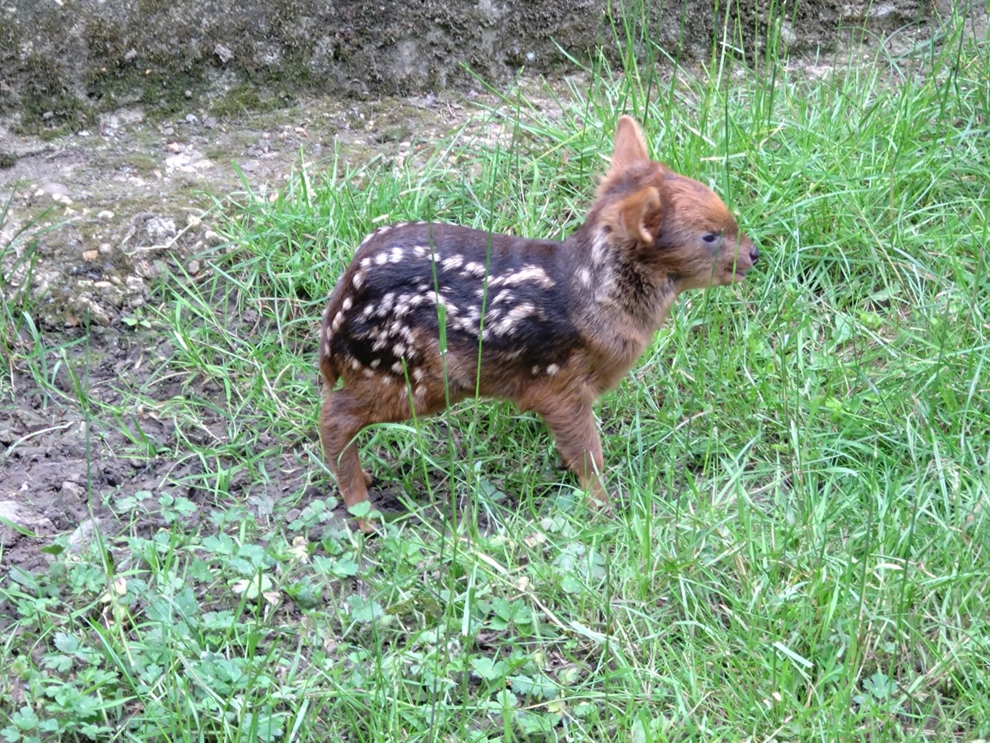 Newborn Pudu 7 June 2024
