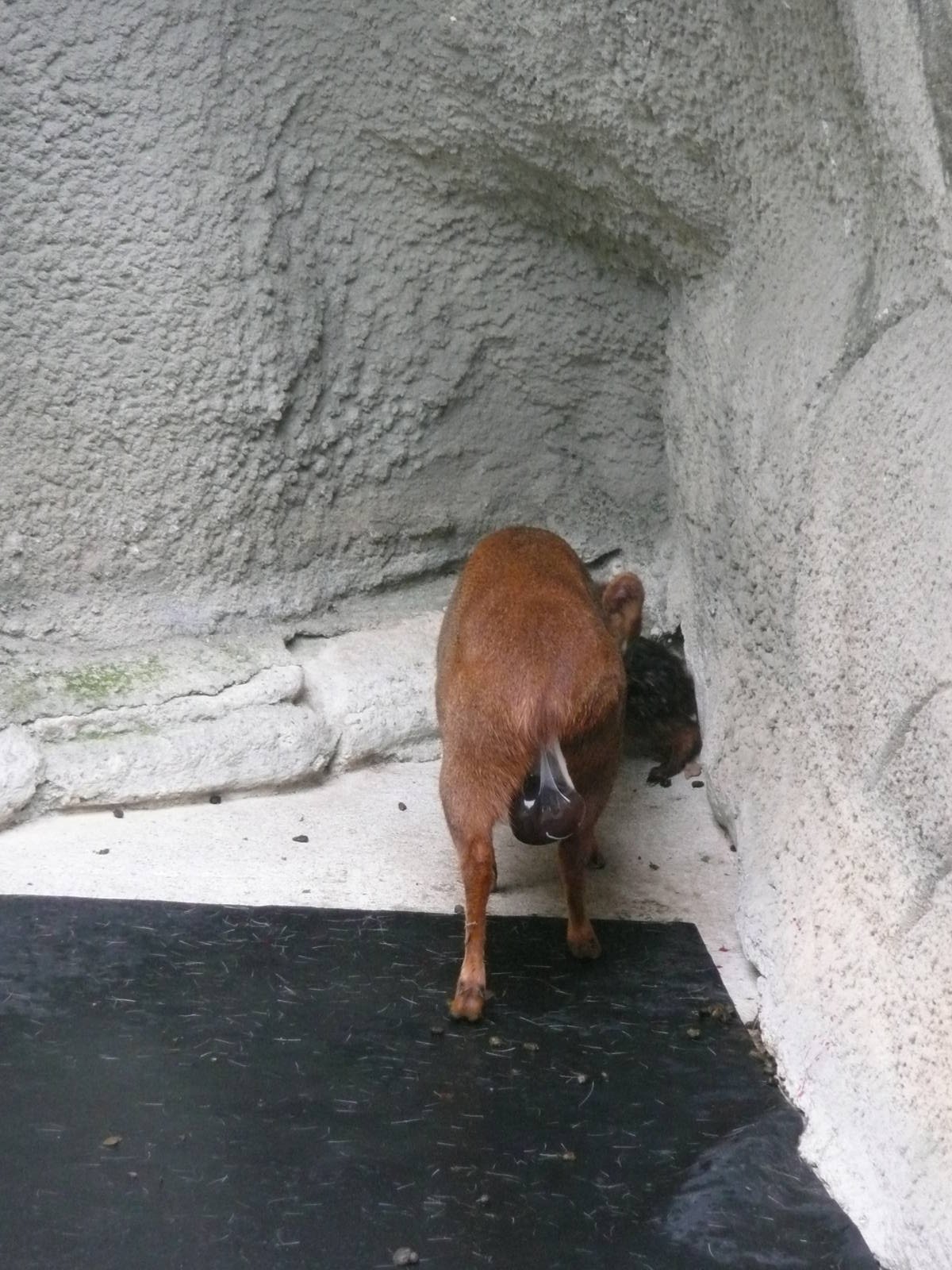 Newborn Pudu with mom