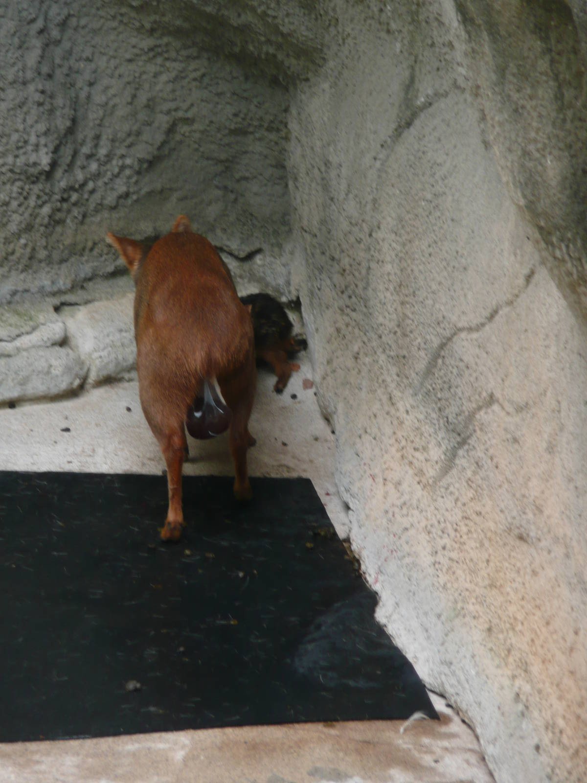 Newborn Pudu with mom
