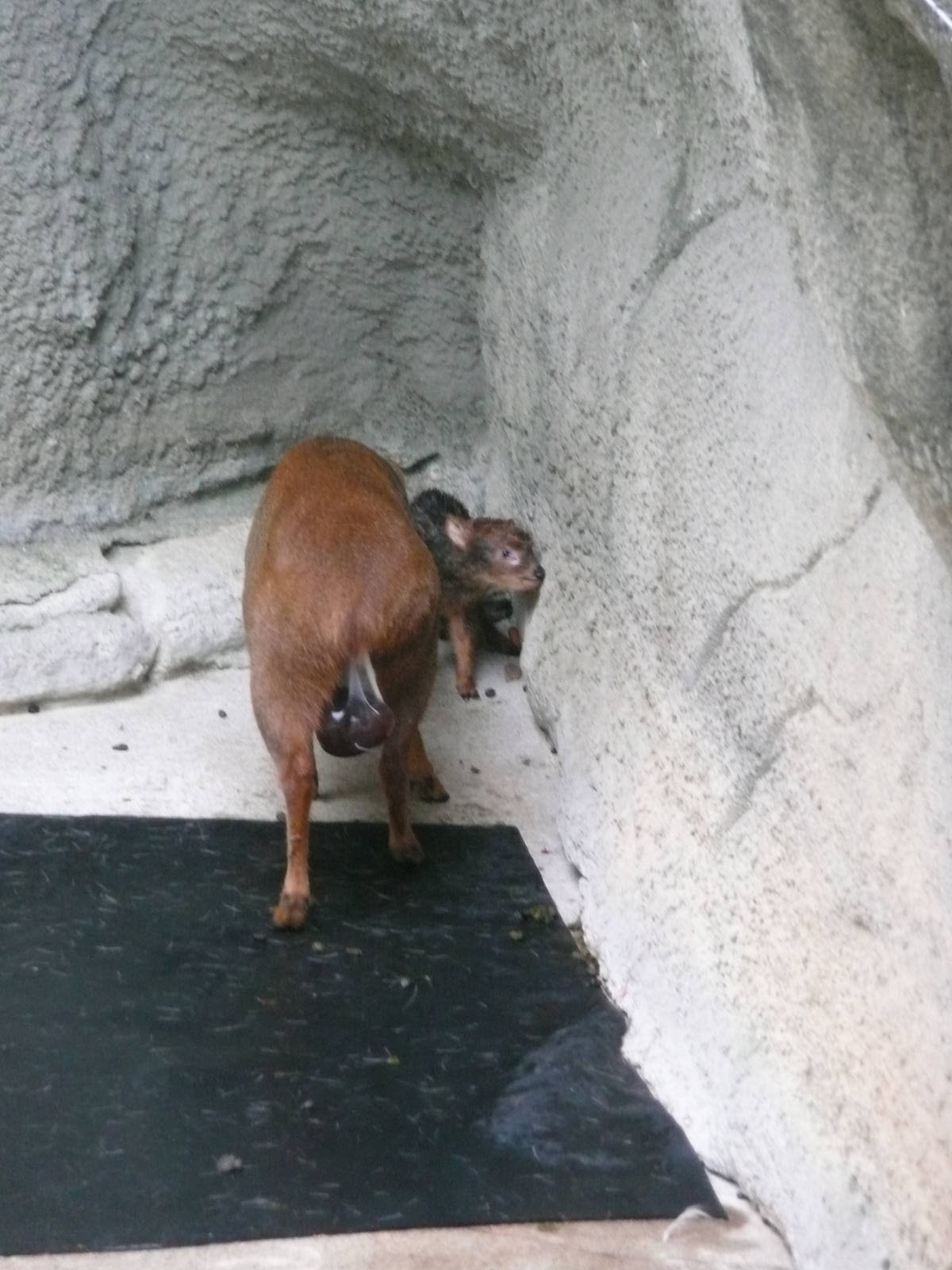 Newborn Pudu with mom