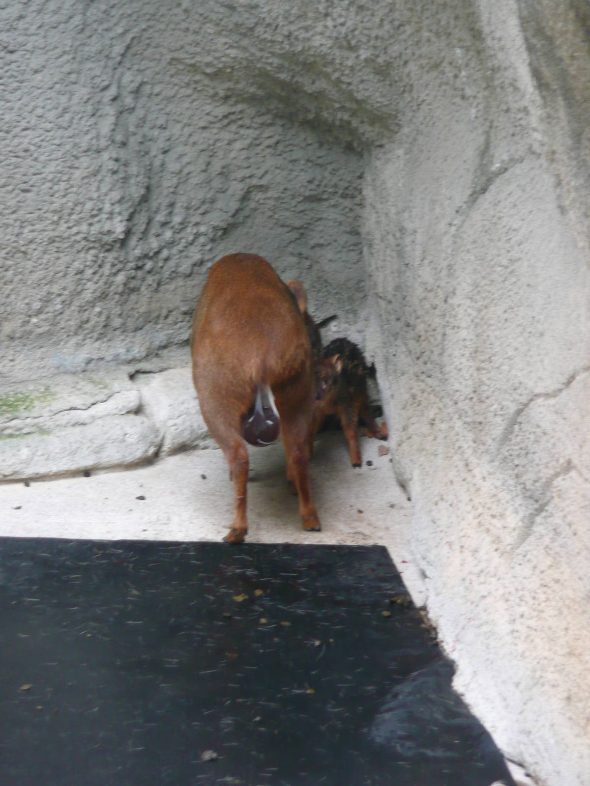 Newborn Pudu with mom