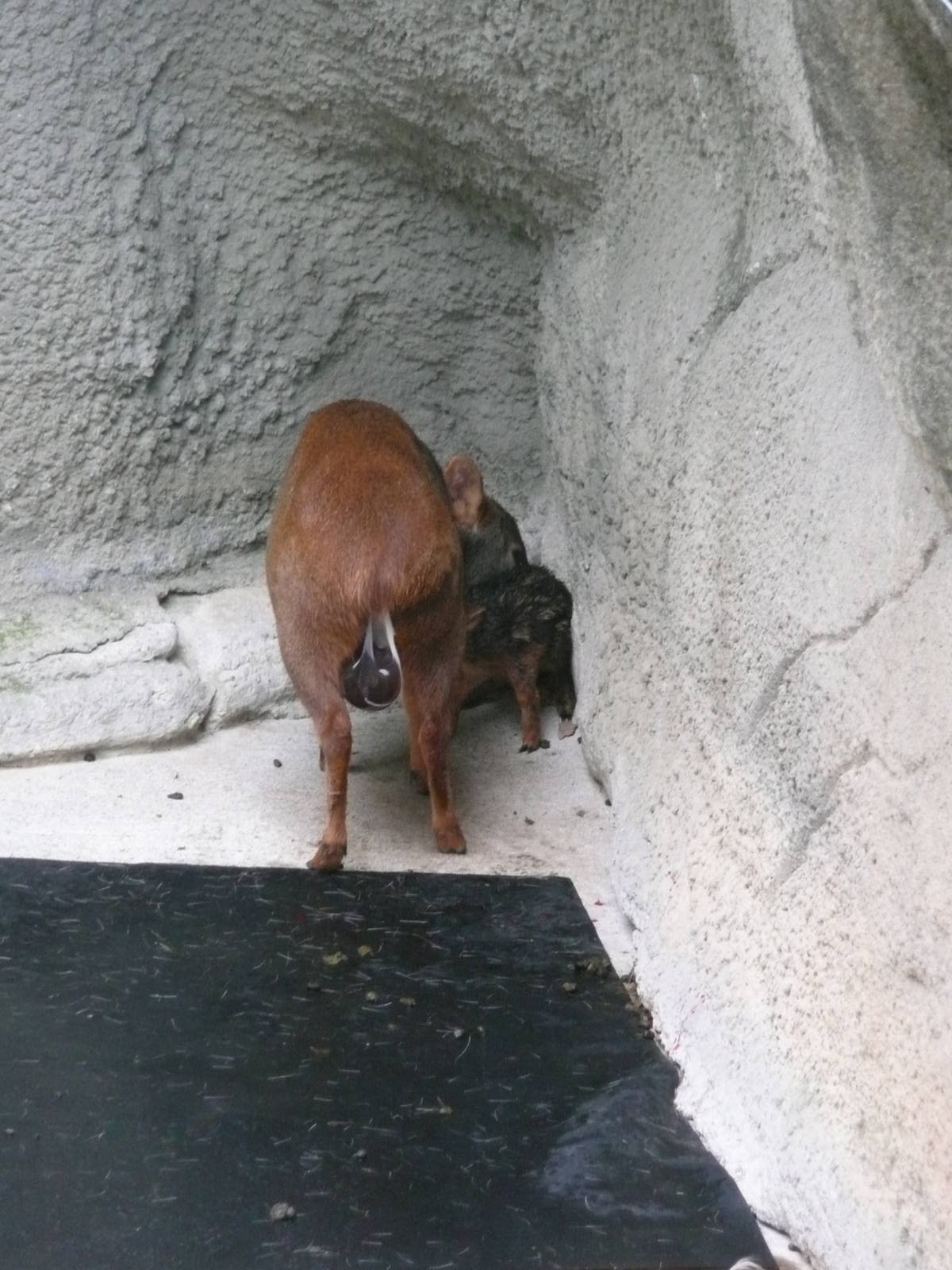 Newborn Pudu with mom