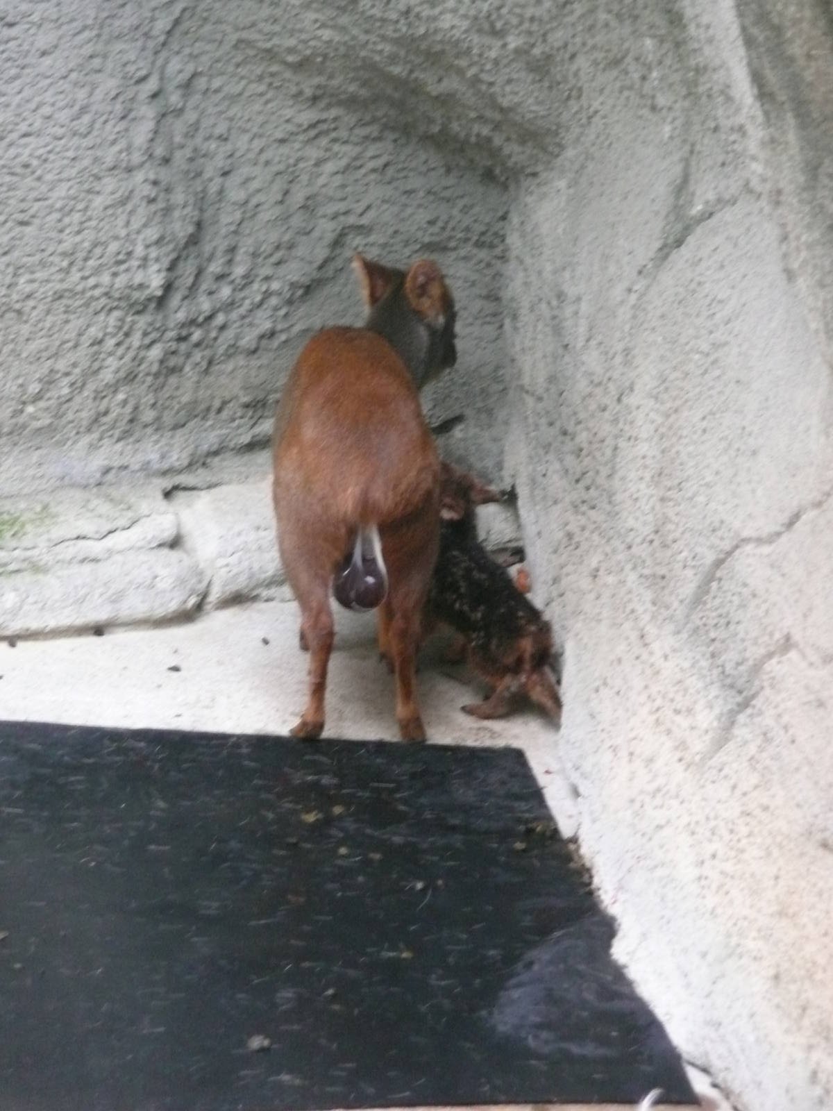 Newborn Pudu with mom
