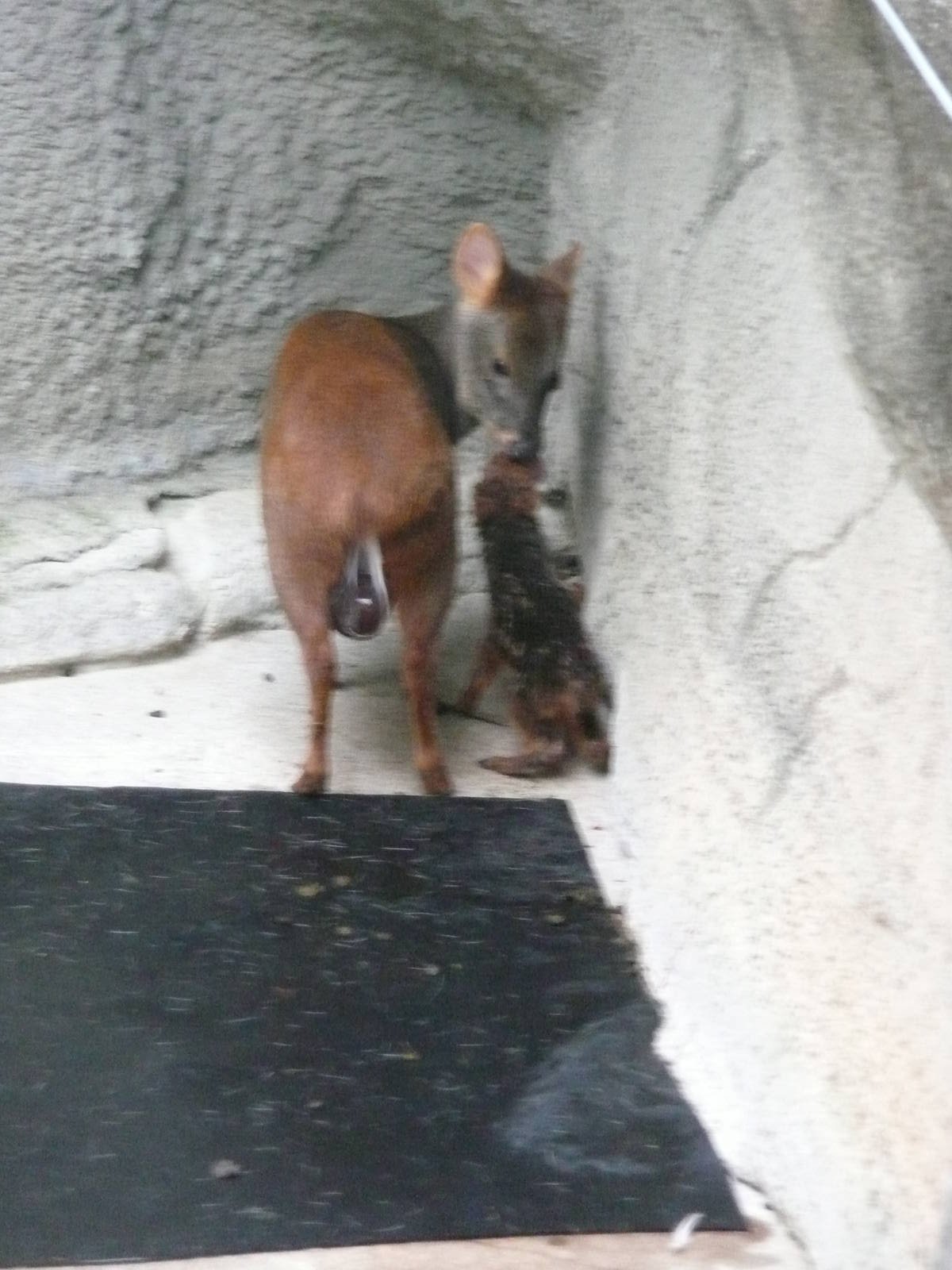 Newborn Pudu with mom