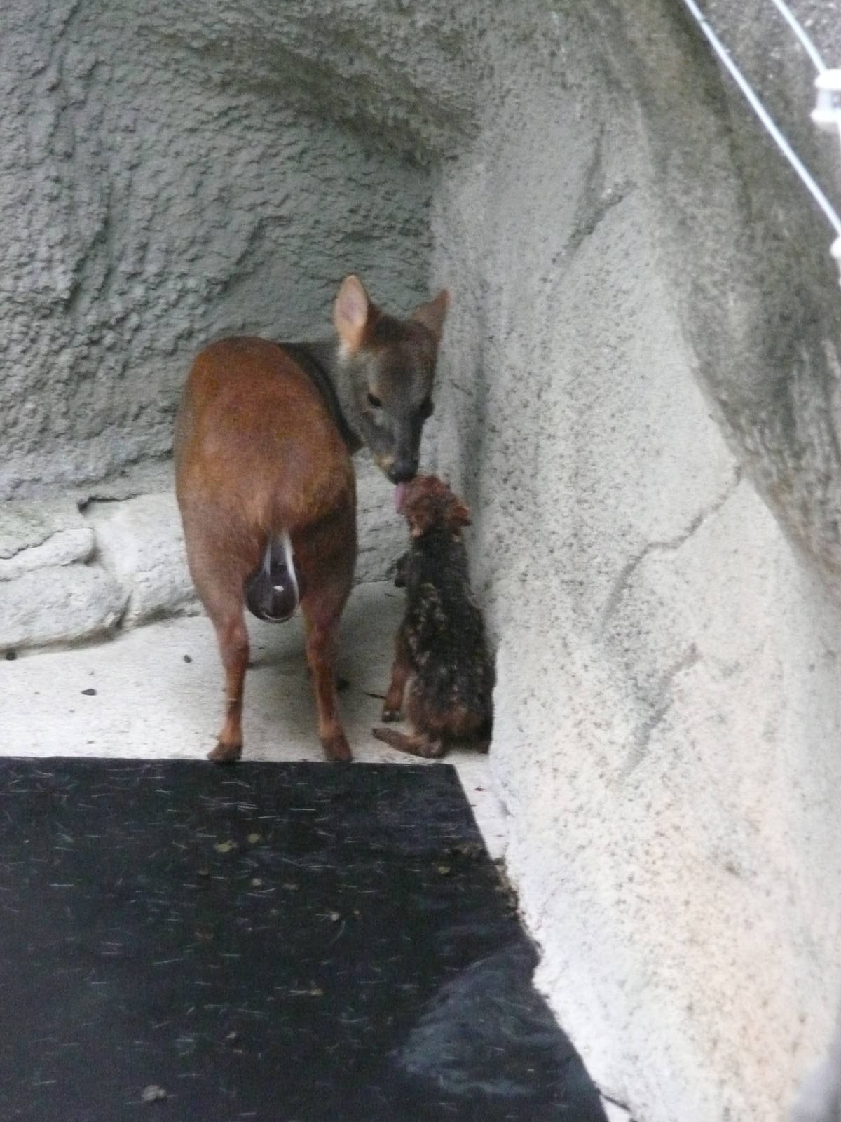 Newborn Pudu with mom
