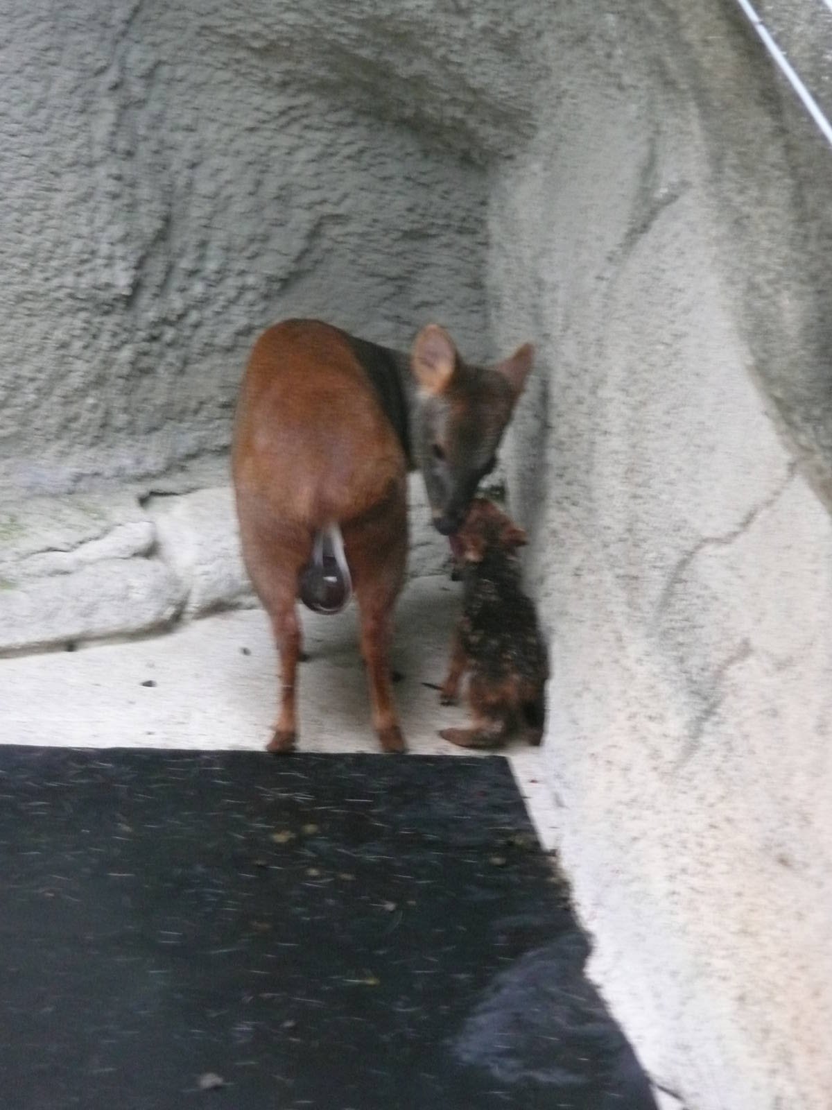 Newborn Pudu with mom