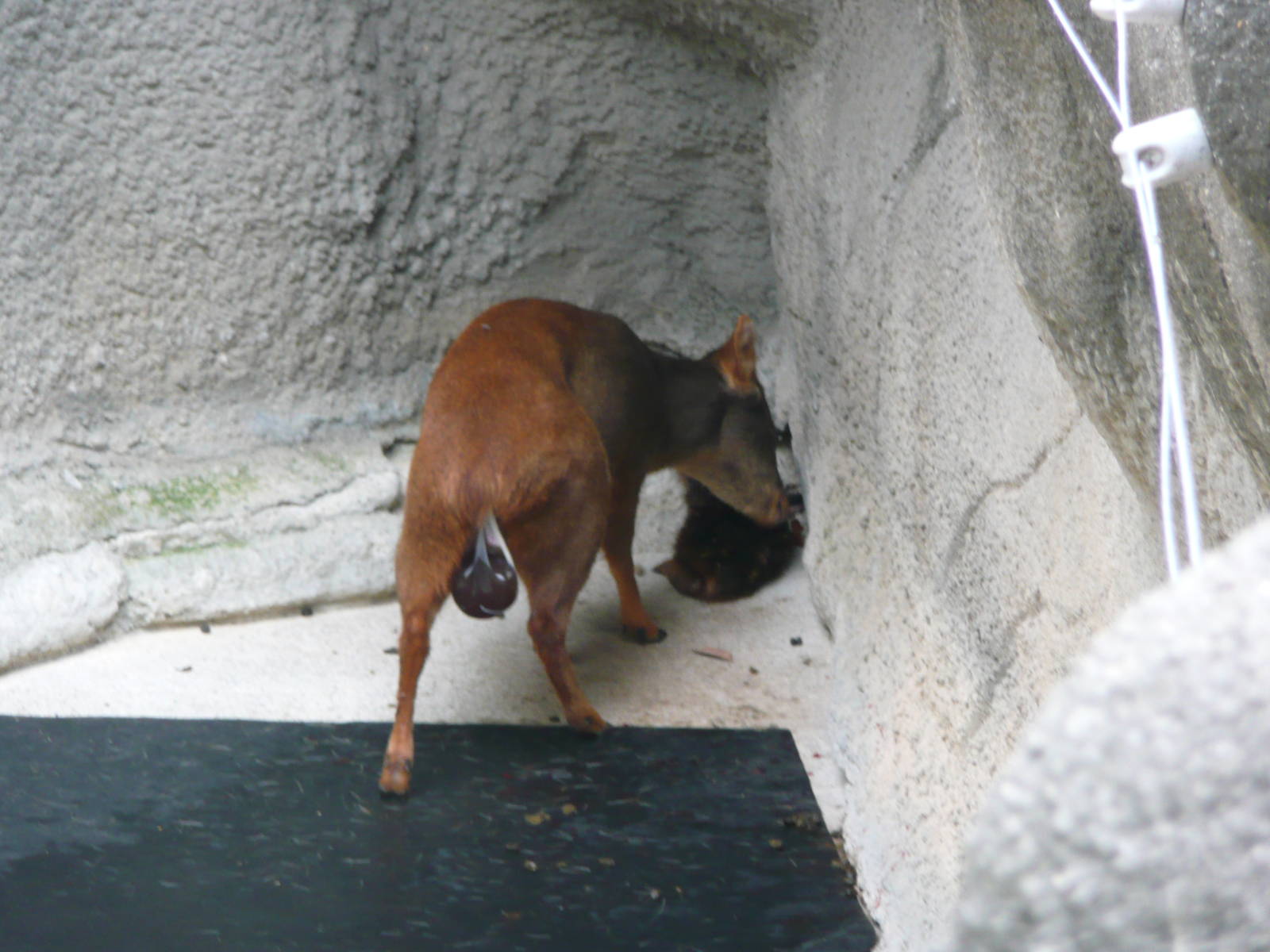 Newborn Pudu with mom
