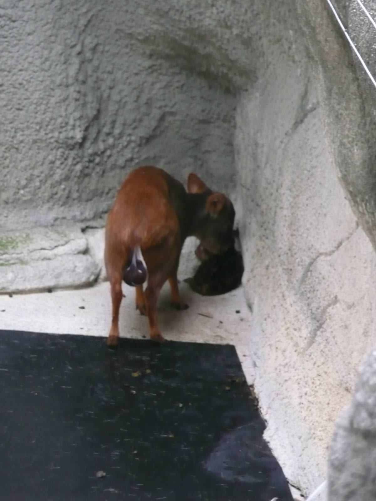 Newborn Pudu with mom