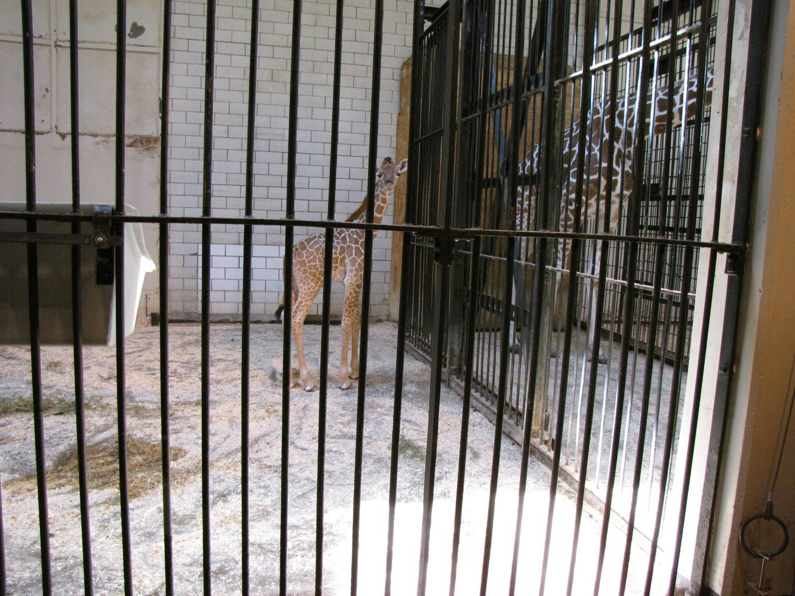 Newborn Reticulated Giraffe
