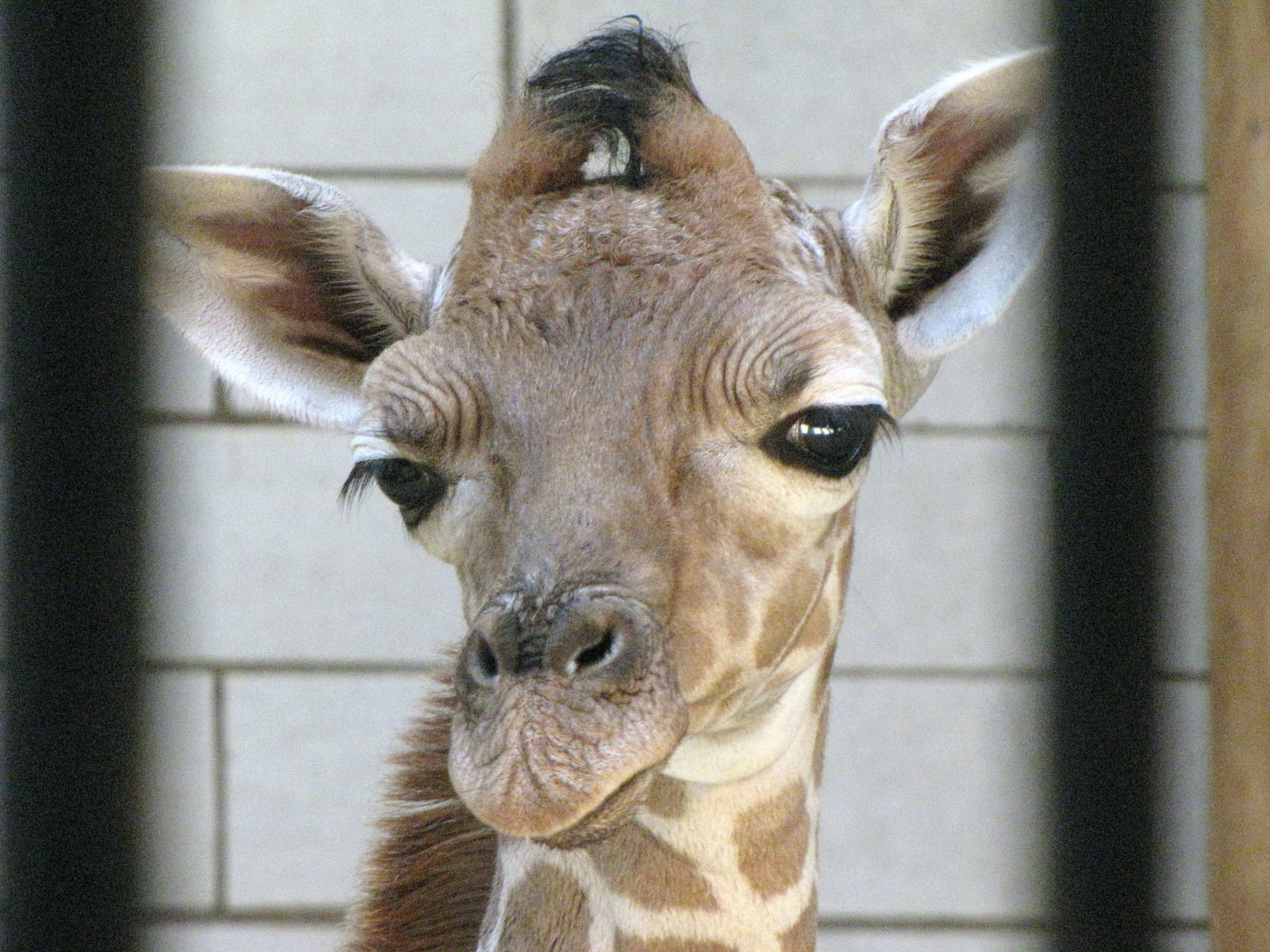 Newborn Reticulated Giraffe