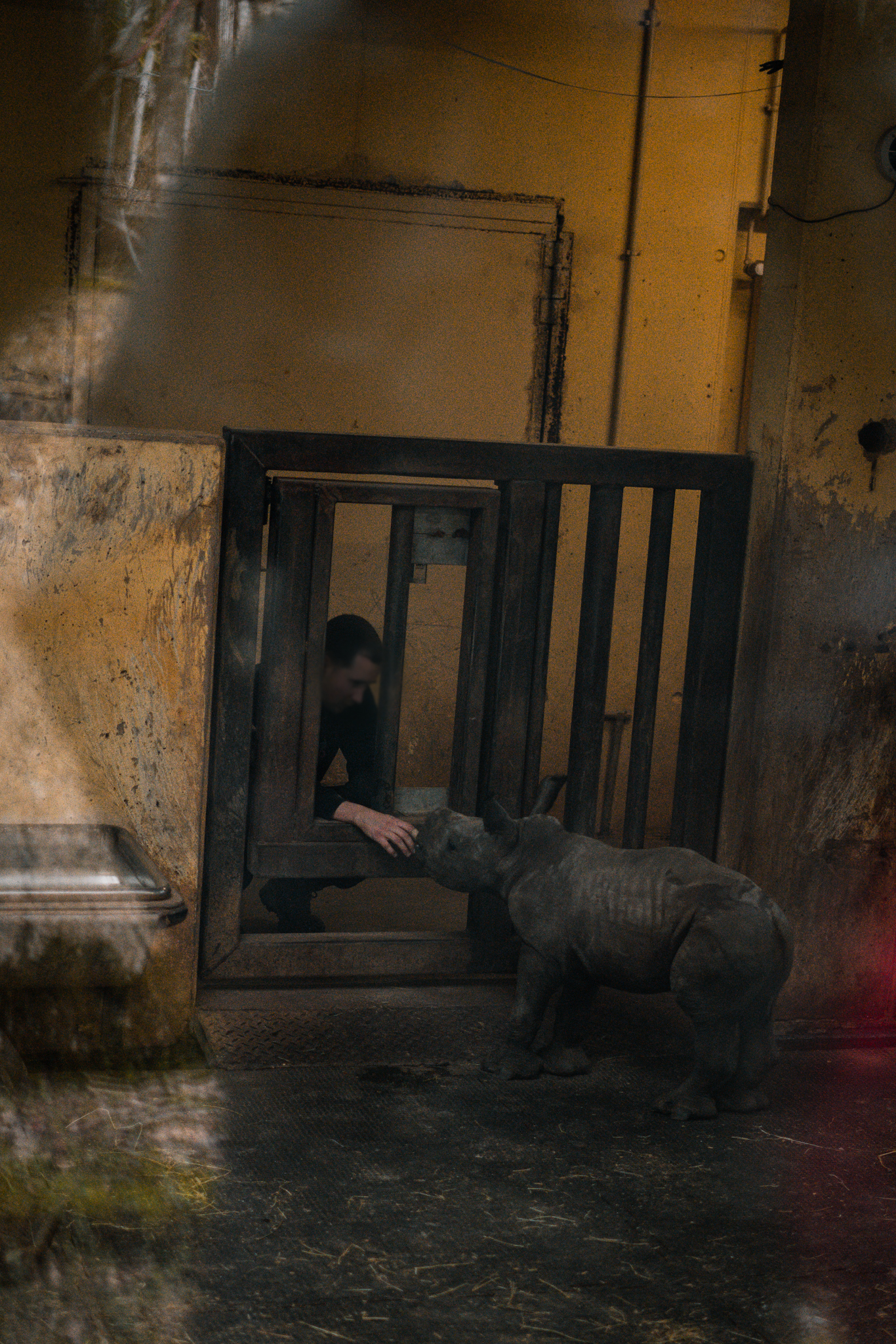 Newborn Rhino with keeper