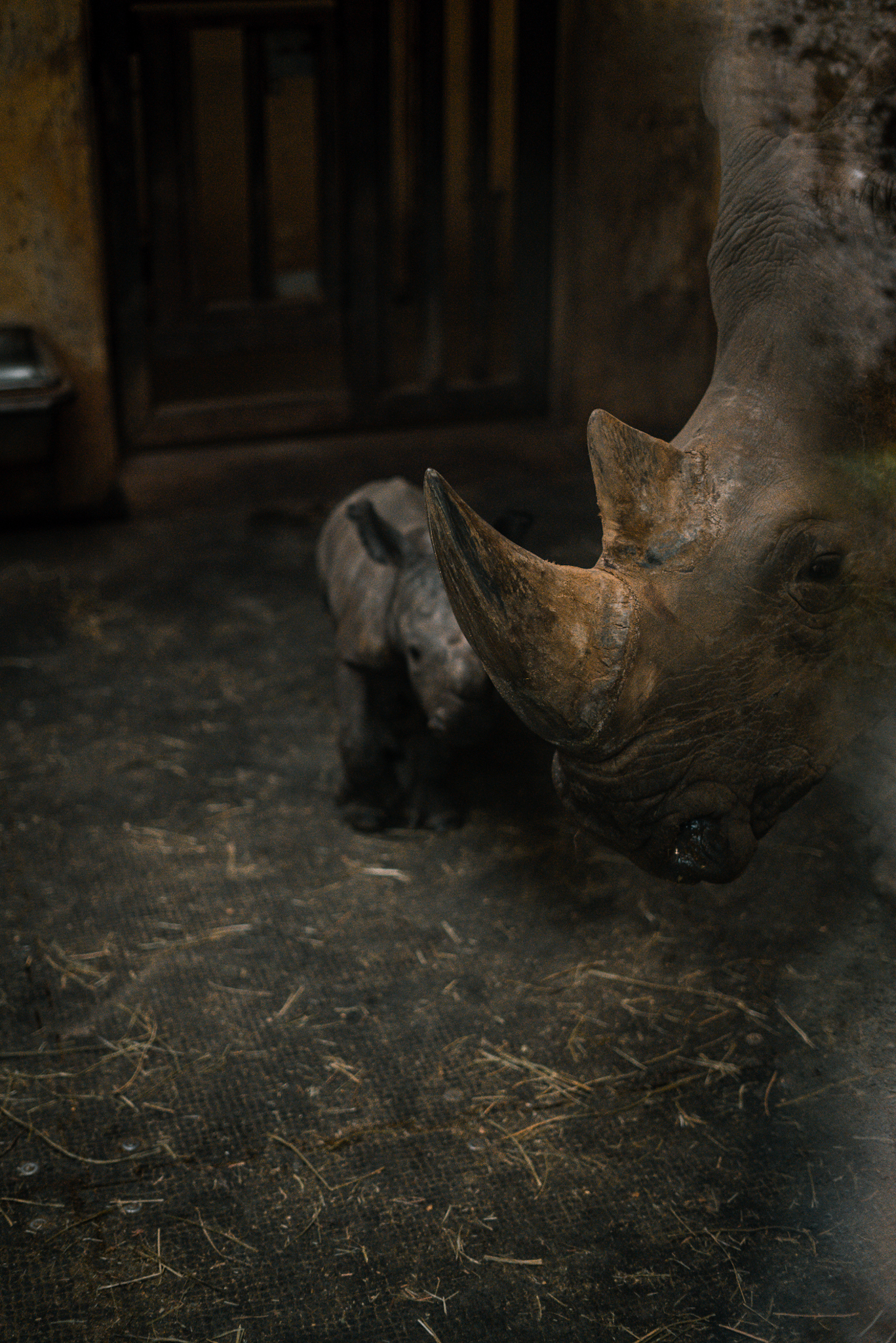 Newborn Rhino with mother