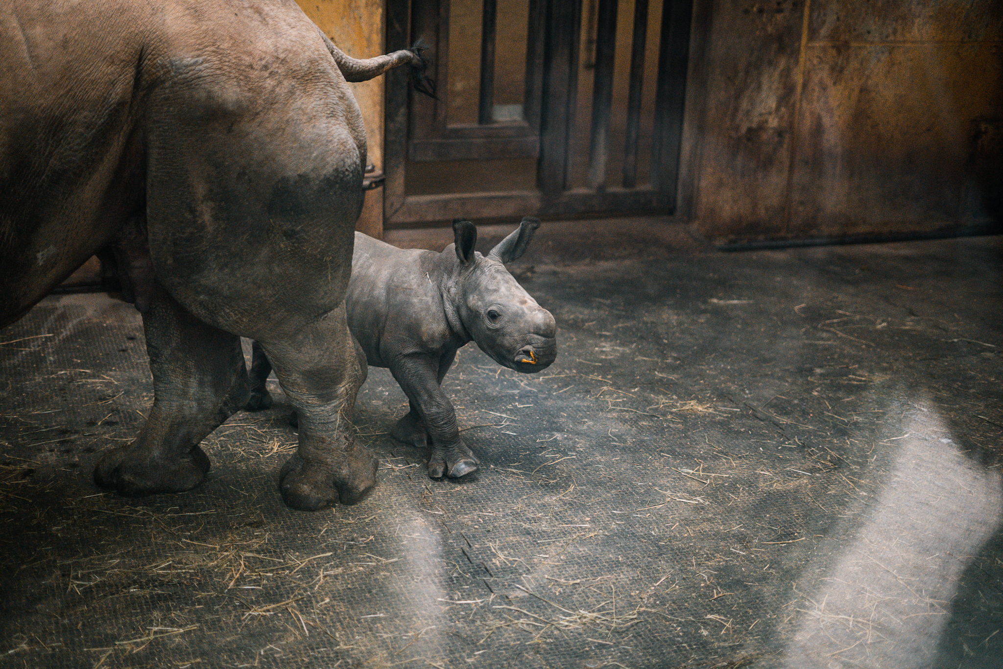 Newborn Rhino